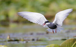 Whiskered Tern