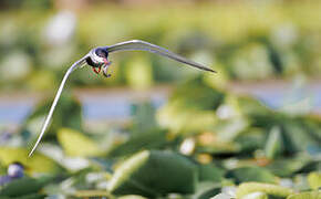 Whiskered Tern