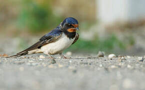 Barn Swallow