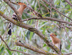 Eurasian Hoopoe