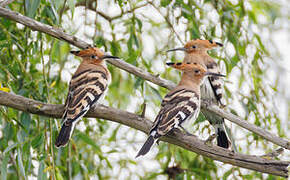 Eurasian Hoopoe