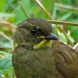 Bulbul à moustaches jaunes