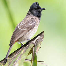 Bulbul à ventre rouge