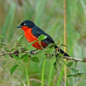 Gonolek à Ventre Rouge Laniarius Erythrogaster