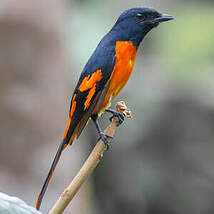 Grand Minivet