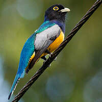 Trogon à lunettes jaunes