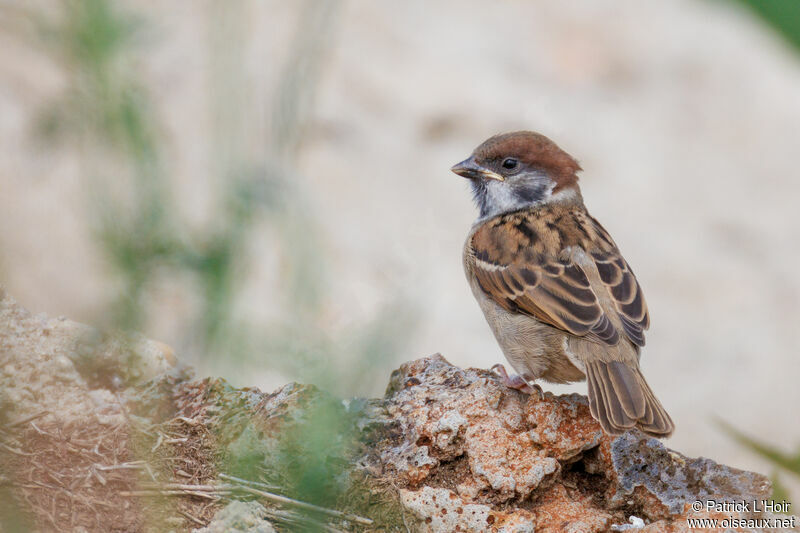 Eurasian Tree Sparrowjuvenile