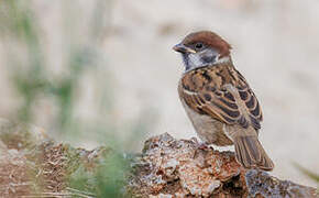 Eurasian Tree Sparrow