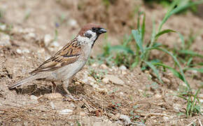 Eurasian Tree Sparrow