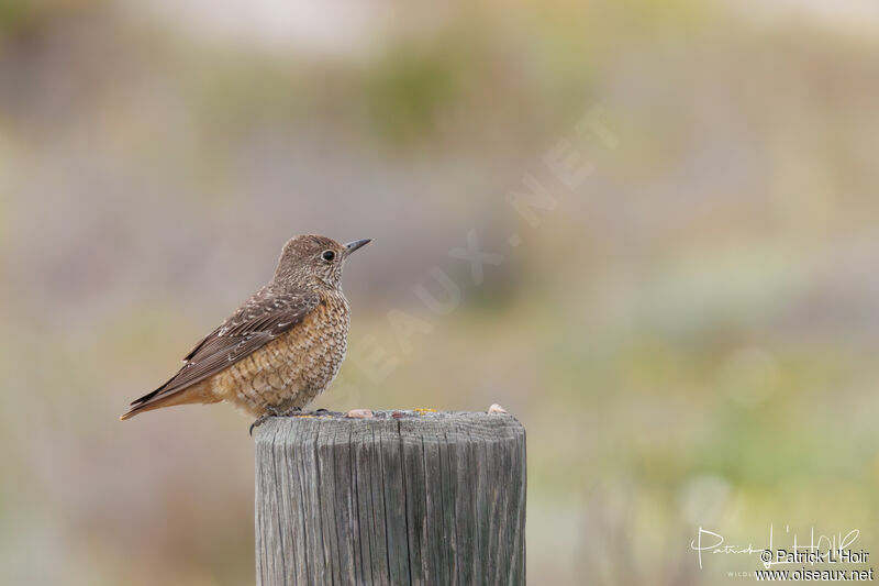 Common Rock Thrush female adult