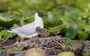 Mouette rieuse