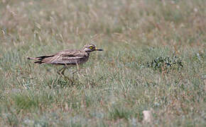 Eurasian Stone-curlew