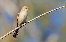 Bearded Reedling