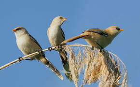 Bearded Reedling