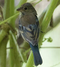 Passerin indigo