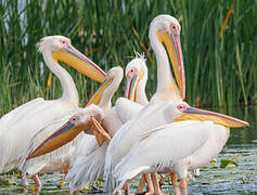 Great White Pelican