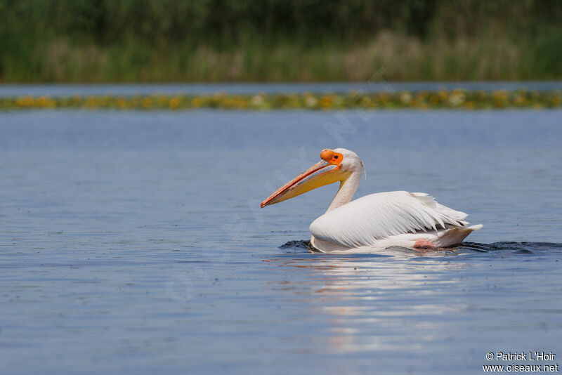 Great White Pelican male adult breeding