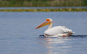 Great White Pelican