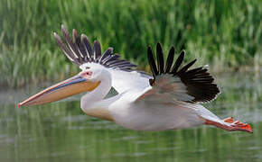 Great White Pelican