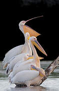 Great White Pelican