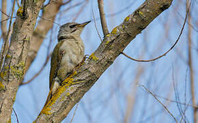 Grey-headed Woodpecker