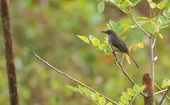 Prinia forestière