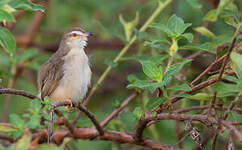 Prinia simple