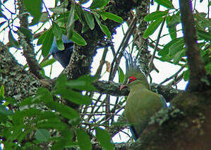 Touraco de Schalow