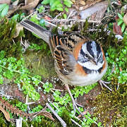 Rufous-collared Sparrow