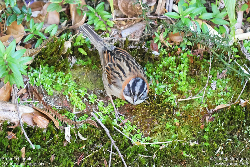 Rufous-collared Sparrow male adult, identification