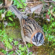 Rufous-collared Sparrow