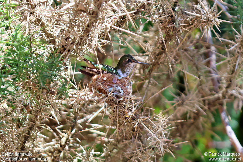 Volcano Hummingbird male adult, identification, Reproduction-nesting