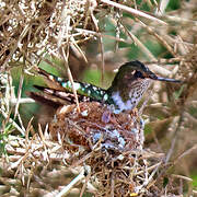 Volcano Hummingbird