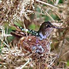 Colibri flammule