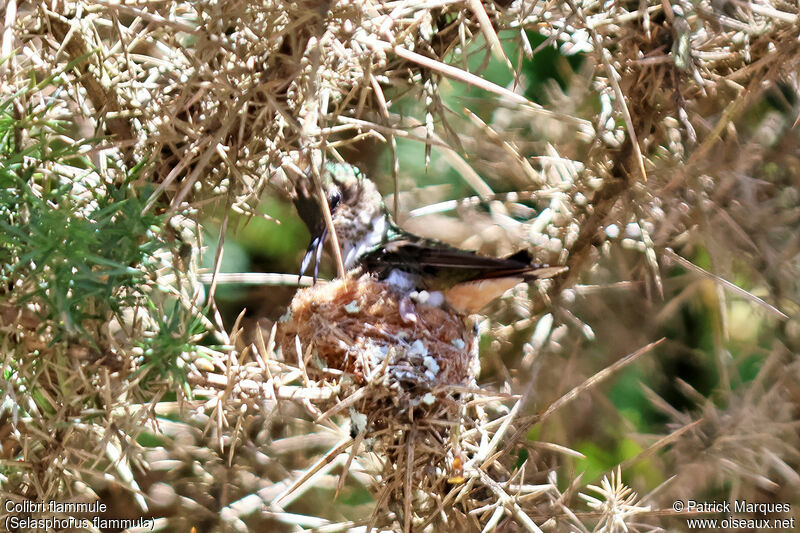 Volcano Hummingbird male adult, identification, Reproduction-nesting