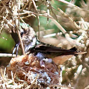 Volcano Hummingbird