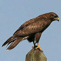 Buse variable