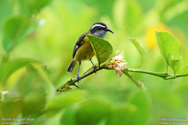 Bananaquit male adult, identification