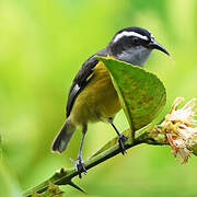 Bananaquit