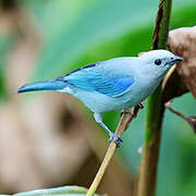 Blue-grey Tanager