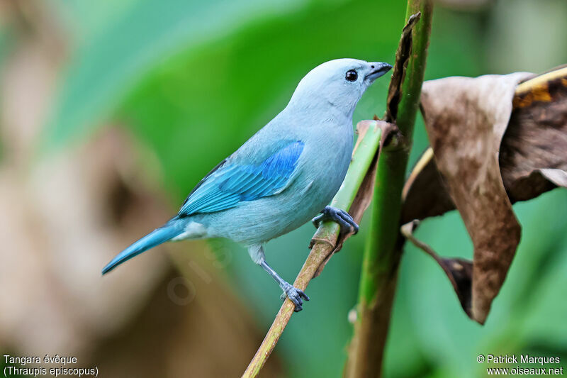 Blue-grey Tanageradult