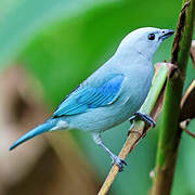 Blue-grey Tanager