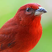 Summer Tanager