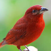 Summer Tanager