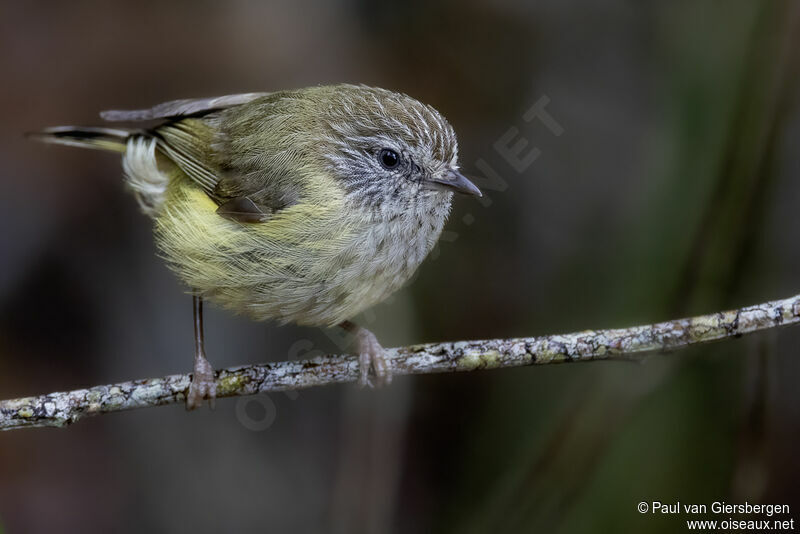 Striated Thornbilladult