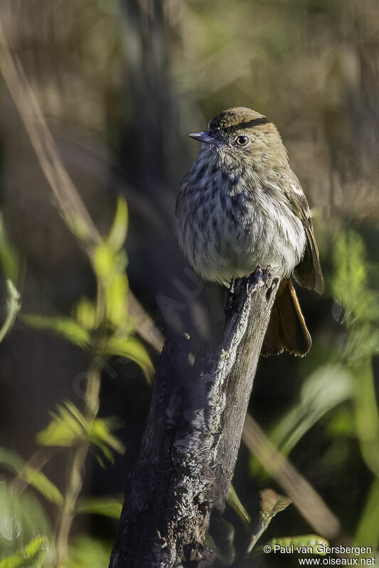 Cinereous Tyrant female adult