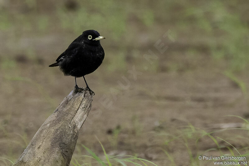 Spectacled Tyrant male adult