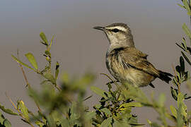 Kalahari Scrub Robin