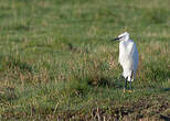 Aigrette garzette