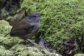 Horsfield's Babbler